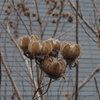 芙蓉花 枯れて味わい 種見えし