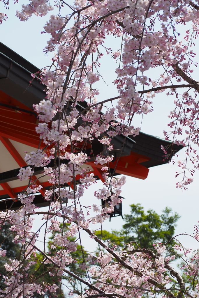 桜花 社殿庇を 彩りて
