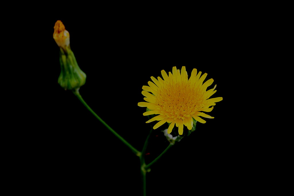浮き上がる 黄色き花や 蕊あまた