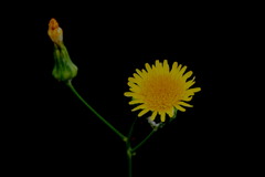 浮き上がる 黄色き花や 蕊あまた