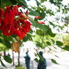 鮮やかや 通りの花は 海紅豆（かいこうず）