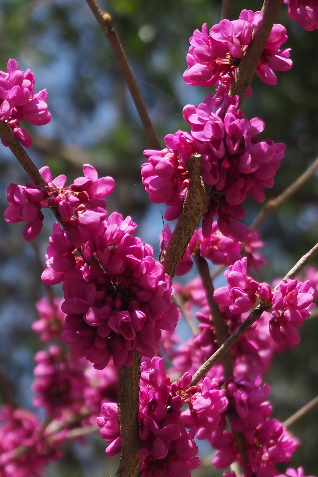 惹きつける 深きピンクの 花蘇芳（はなずおう）