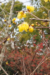 蝋梅の 香りを嗅ぎて のぞき撮る