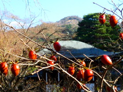 残り柿 冬の陽浴びし 色冴える