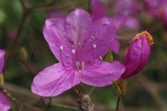 麗しき 花と蕾の ツツジかな