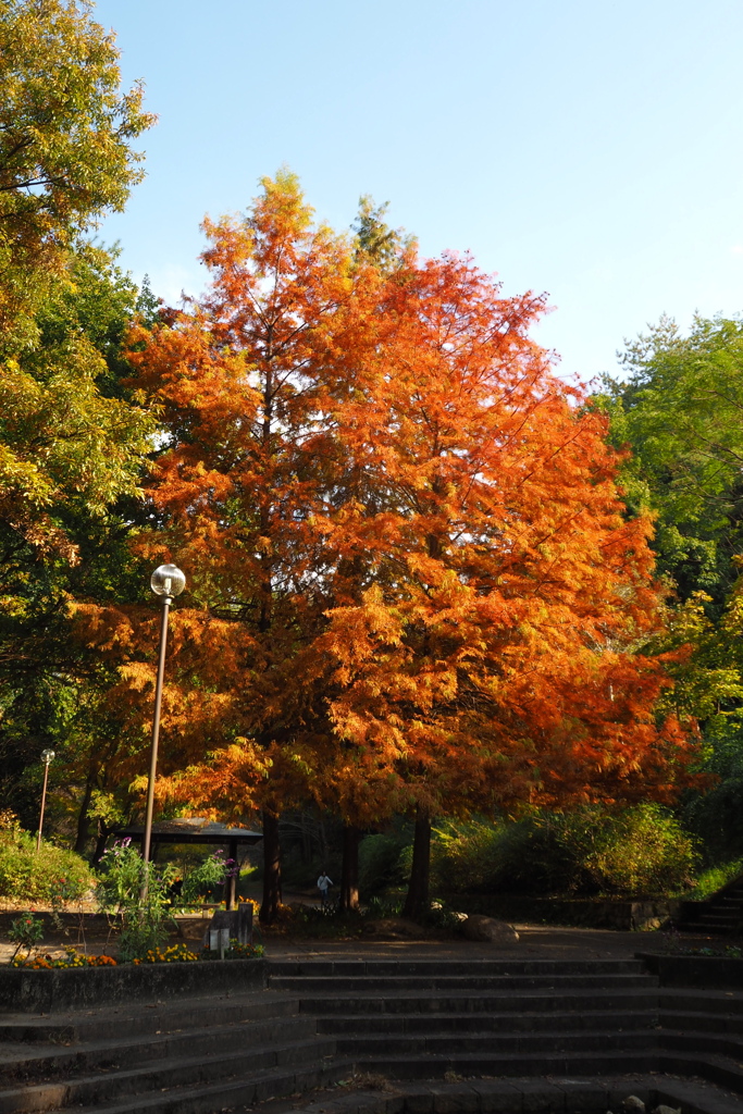 公園の シンボルツリー 秋の色
