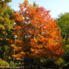 公園の シンボルツリー 秋の色