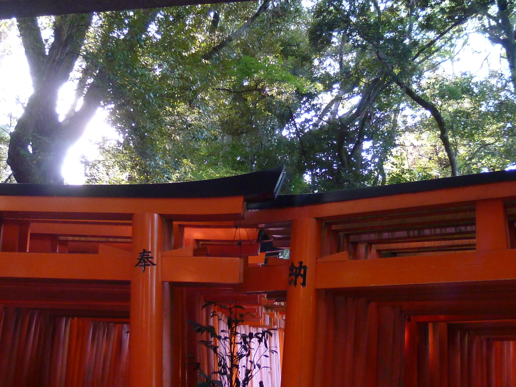 朝陽さす 千本鳥居は 彼岸前