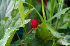 野イチゴや朝露帯びし草の中