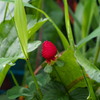 野イチゴや朝露帯びし草の中