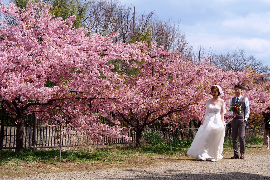異邦人 桜・青空 記念撮り