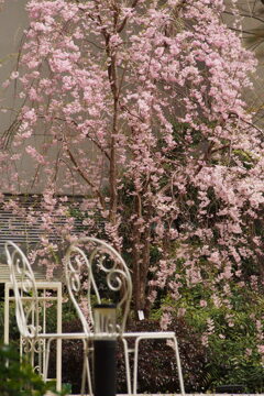 腰かけて 春を愛でるや 花の下