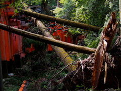 百年一度 鳥居に倒木 野分かな