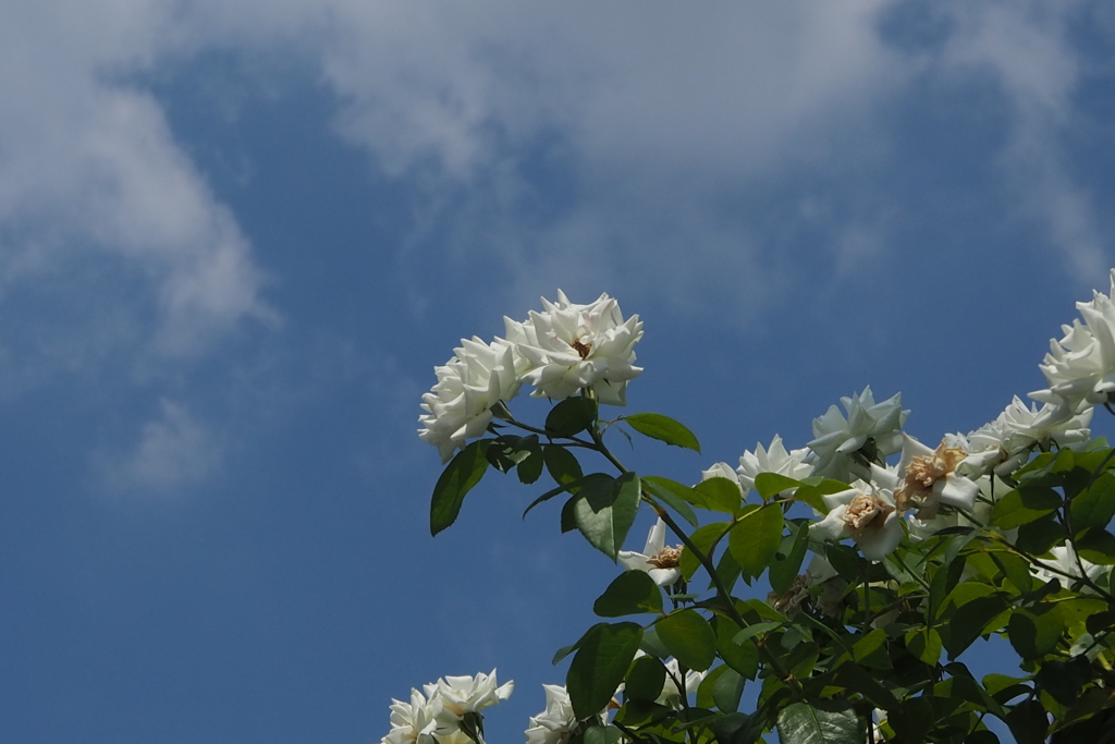 白バラの 清き姿や 夏の空
