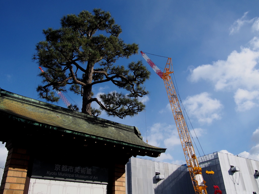 美術館 松の木健在 リフォーム中