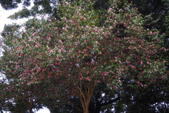 満開や 椿大木 ピンク花