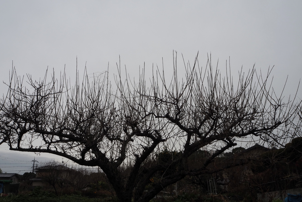 冬空に まるで盆栽 梅の木よ