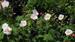 お昼前 うっすらピンク 酔芙蓉