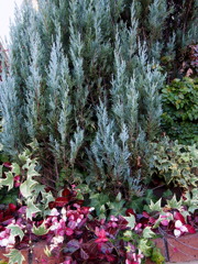 クリスマス モミの木もどき 家花壇
