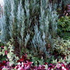 クリスマス モミの木もどき 家花壇
