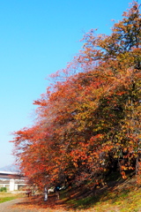 秋の空 サクラの紅葉 青と赤
