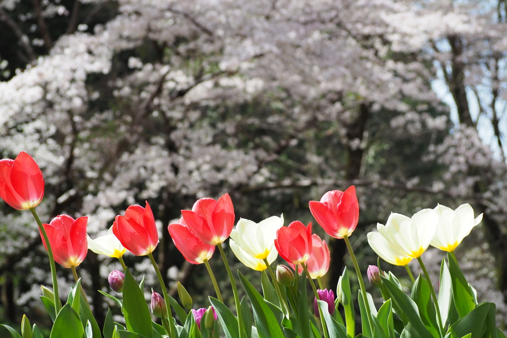 チューリップ 並んで見物 花見かな