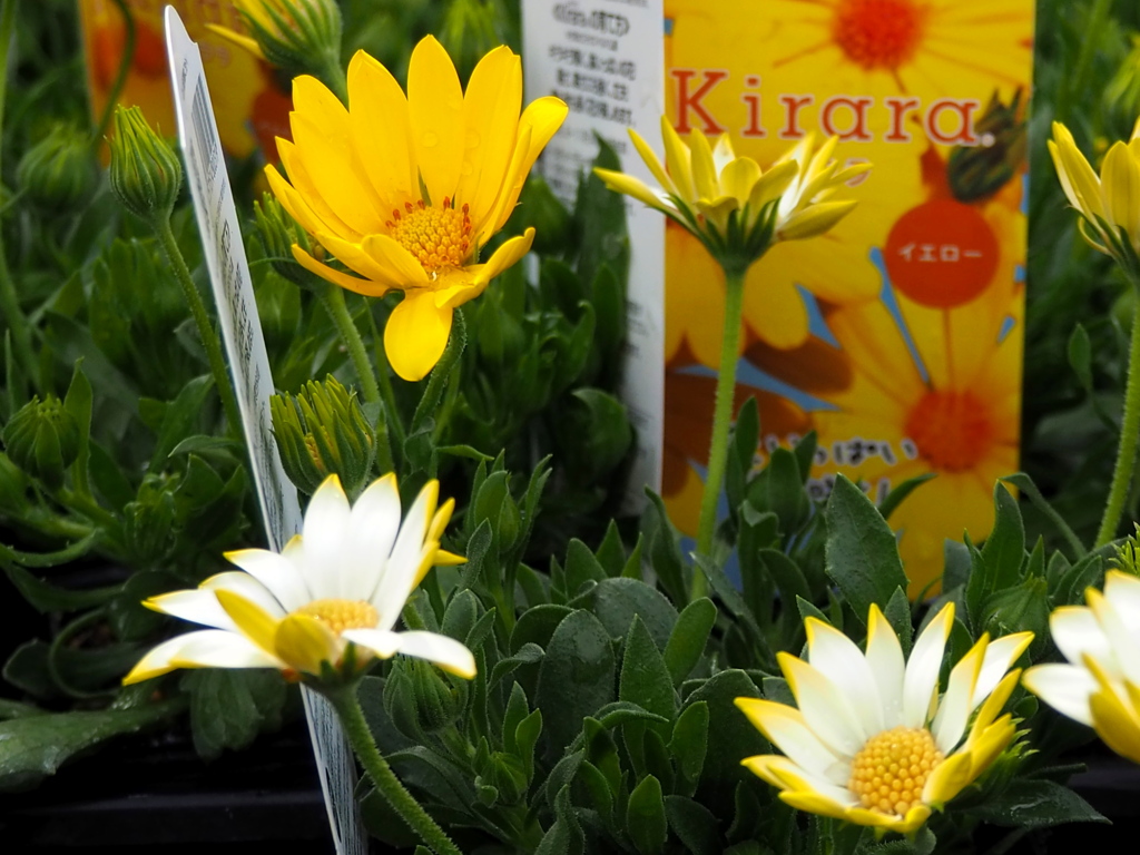 元気色 黄色き花は Kiraraなり