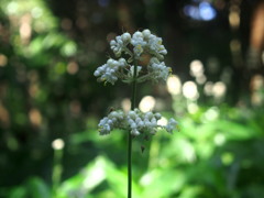 藪茗荷（ヤブミョウガ）真珠集めた夏の花