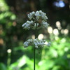藪茗荷（ヤブミョウガ）真珠集めた夏の花