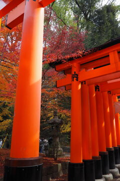 色がある 鳥居のすき間 まだ秋が