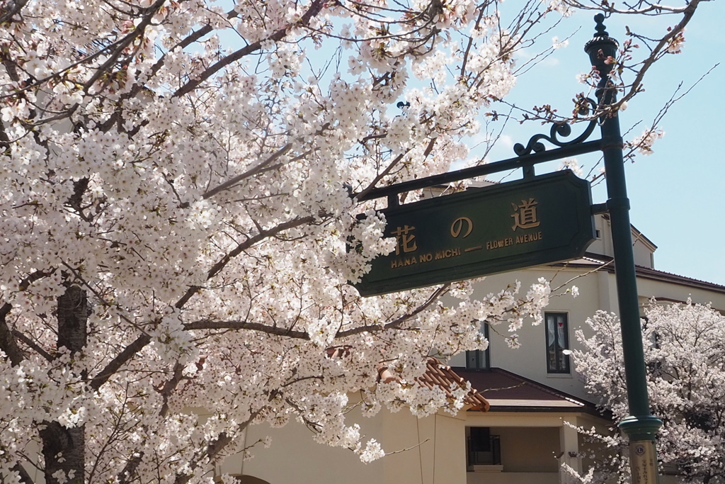 サクラ咲く これぞ正真 「花の道」