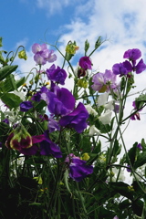エンドウ花 コスモス調の 彩りで