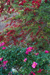 ピラカンサ 山茶花共に 色を成し