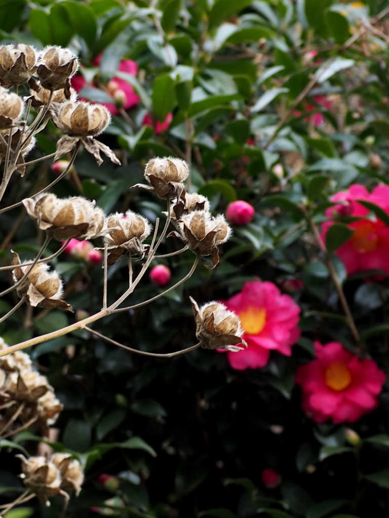 ツーショット 芙蓉・山茶花 冬知らす