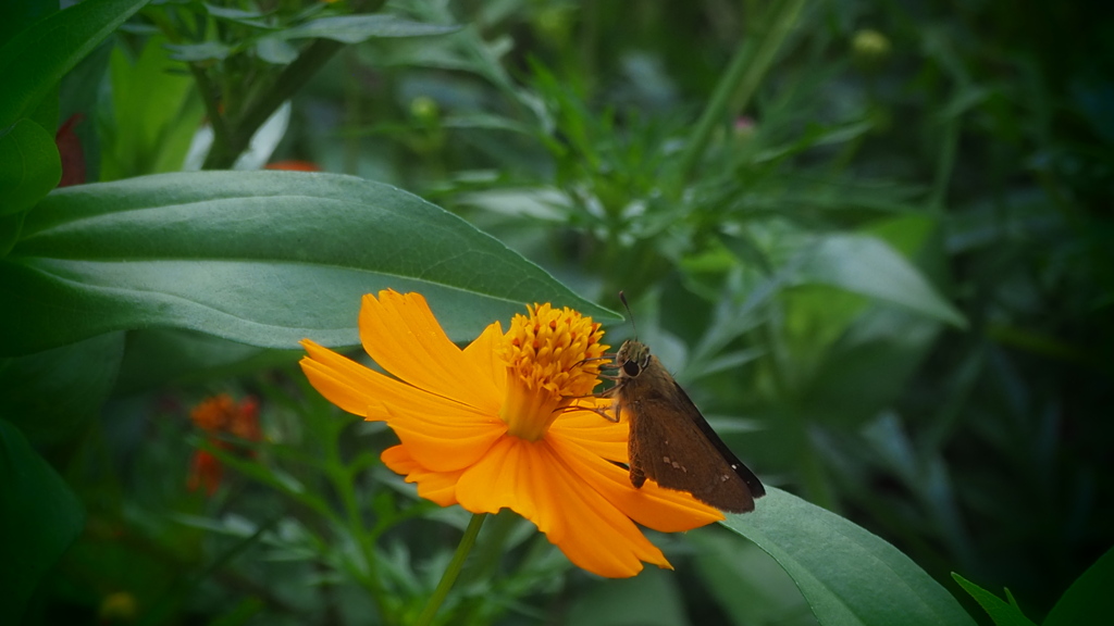 可愛なり 黄花コスモス シジミチョウ