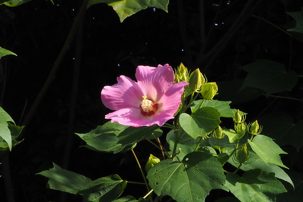 朝陽浴び 目覚めとばかり 芙蓉花