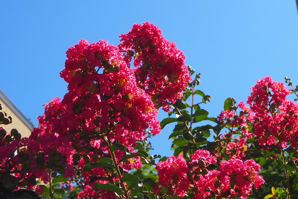 百日紅満開 まだまだ夏風情