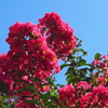 百日紅満開 まだまだ夏風情