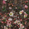 紅白の ひなのあられか 木瓜の花