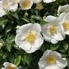 爽やかや ナニワイバラも 開花して