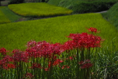 秋の田の 色を添えるや 曼珠沙華