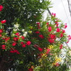 夏の花 夾竹桃の 揃いぶみ