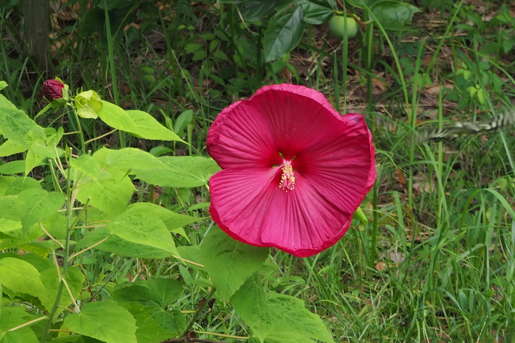 草むらに 赤き大輪 芙蓉花