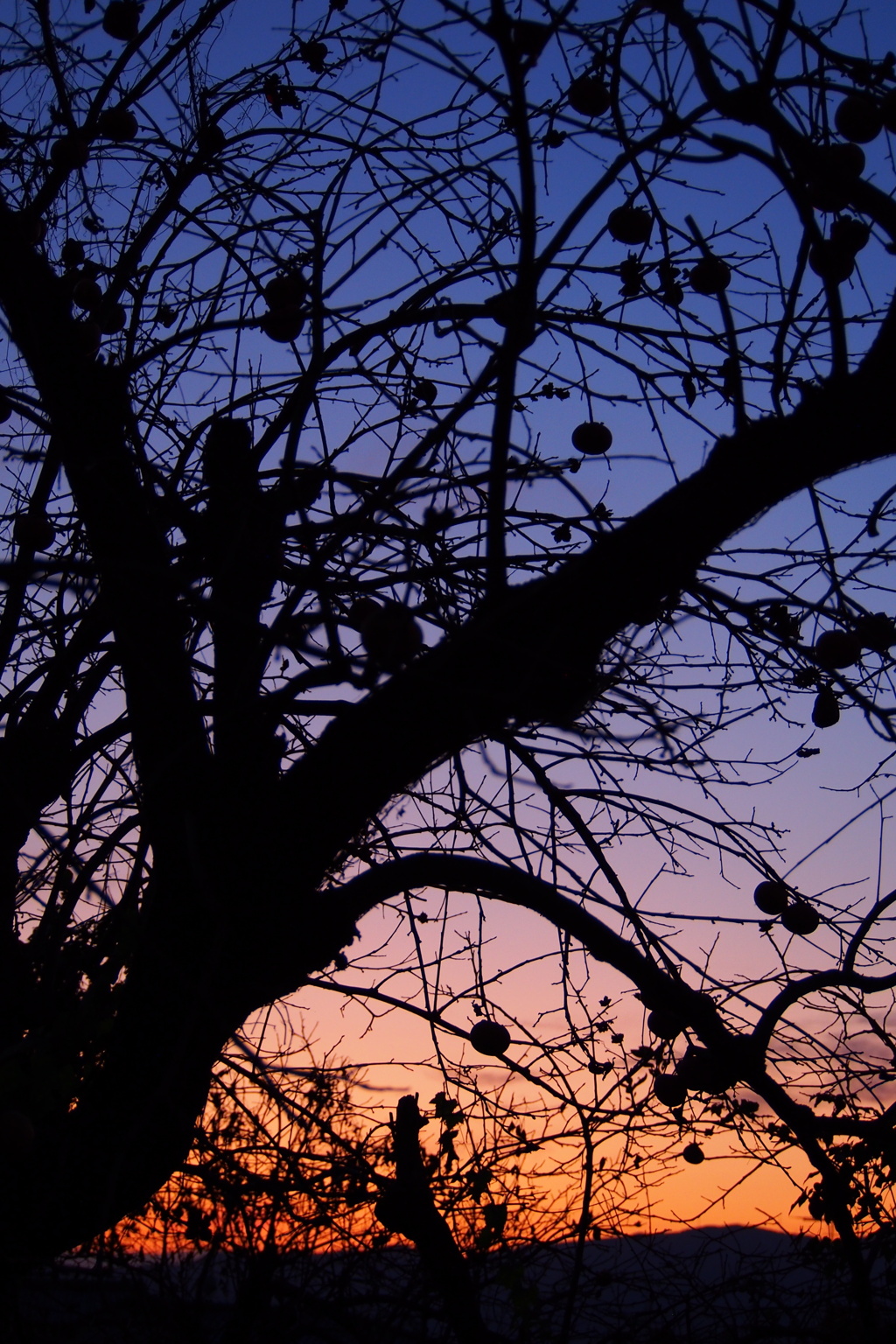 柿の木や 秋の夕暮れ シルエット