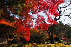 紅葉映ゆ 庭園散策 和み時