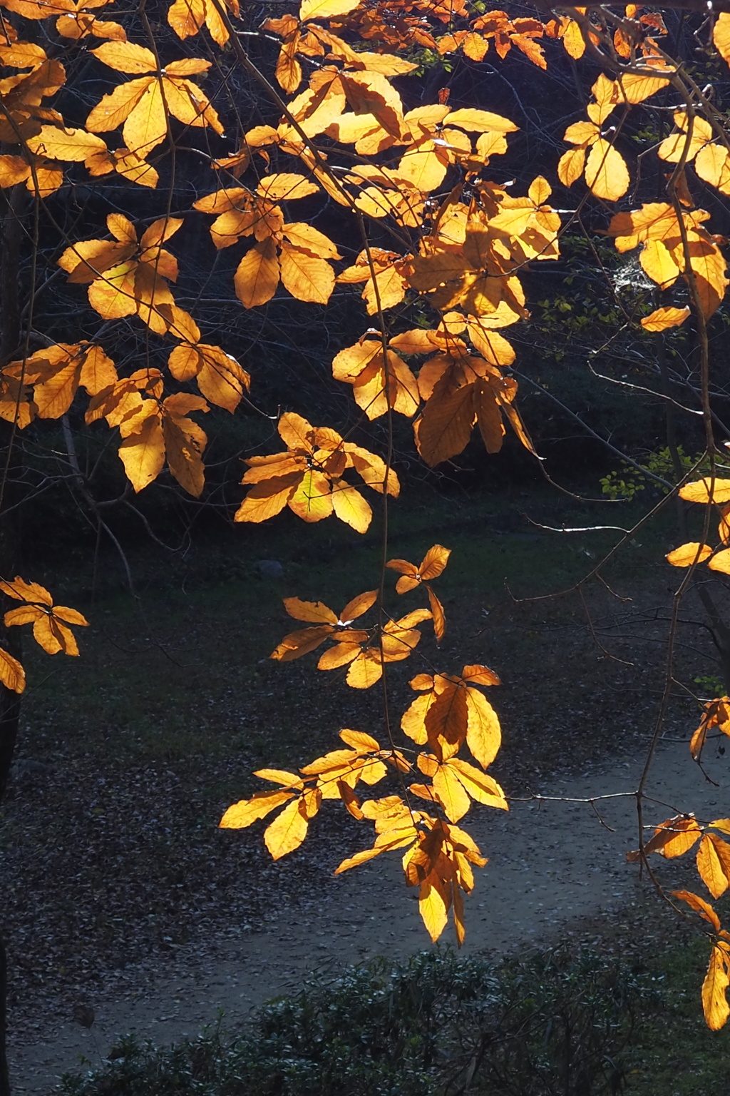 逆光の 木の葉暖簾は 黄金色