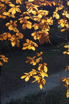 逆光の 木の葉暖簾は 黄金色