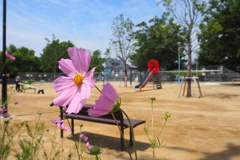 公園に もうコスモスが お出迎え