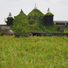 秋草の 向こうの建物 ビルマ風