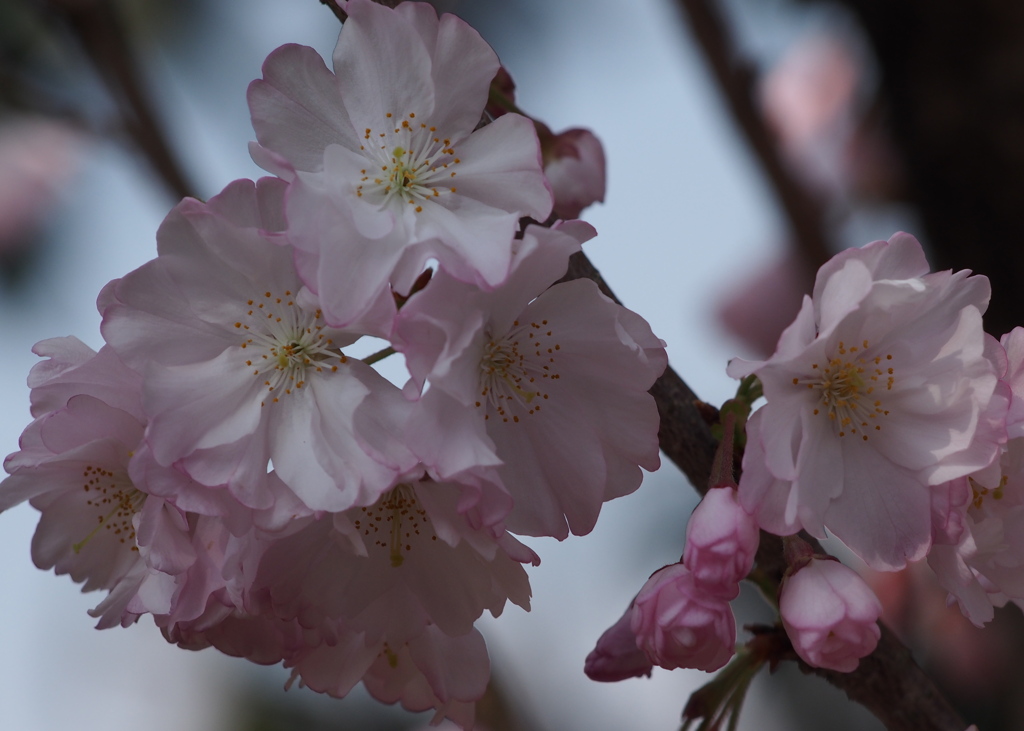 ほんのりと 色を染めしか 桜花